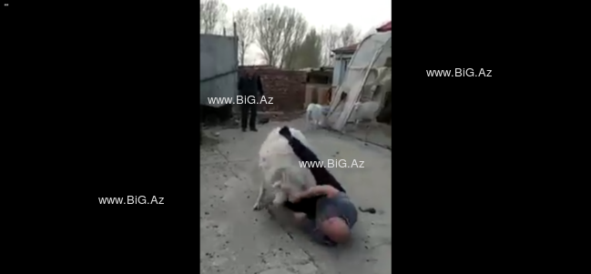 Qurbanlıq qoç azərbaycanlı məşhuru yerə yıxıb BELƏ BUYNUZLADI - VİDEO