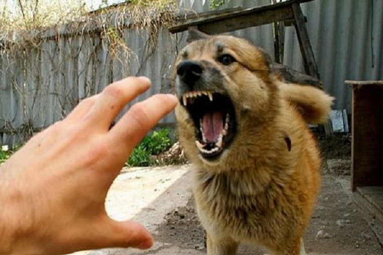 Tovuzda 5 yaşlı oğlanı it dişlədi