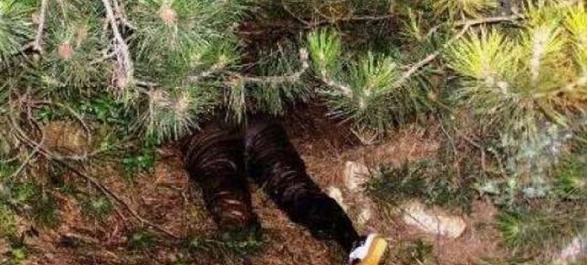 Bakıda 77 yaşlı qadın ağacdan yıxılaraq ölüb