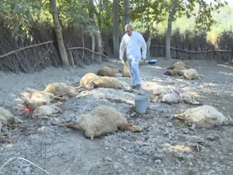 Canavar 18 baş qoyunu parçaladı - VİDEO - FOTO
