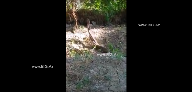 Hacıqabulda GÜRZƏLƏRİN RƏQSİ hər kəsi HEYRƏTLƏNDİRDİ - ANBAAN GÖRÜNTÜLƏNDİ