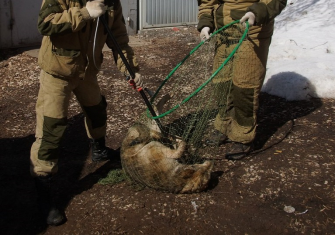 Bakıda İcra Hakimiyyətinin işçiləri ilə fəhlələr arasında itlərə görə mübahisə: 
