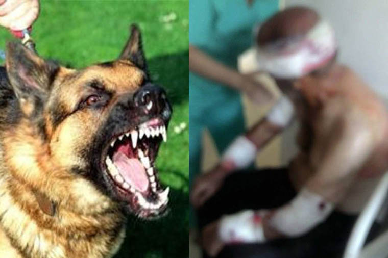 Masazırda sahibsiz itlər 65 yaşlı kişini parçaladı — FOTOLAR (+18)