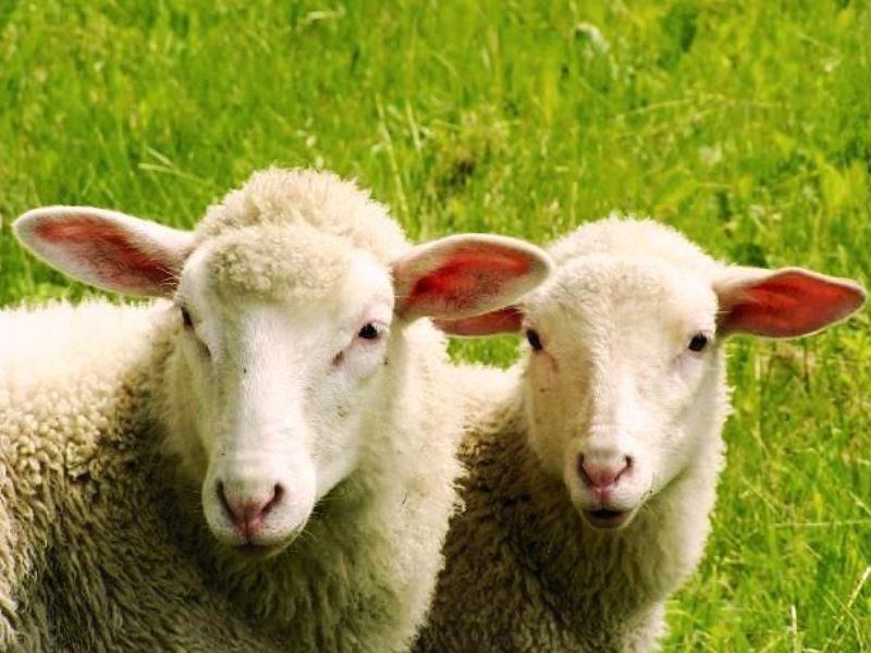 Polis maşını saxladı, içindən oğurluq qoyunlar çıxdı