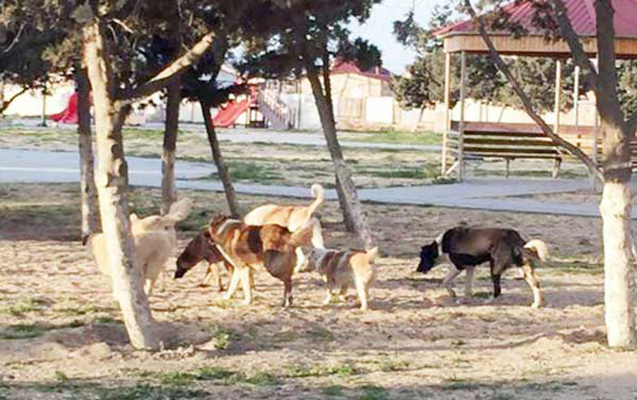 İt 13 yaşlı uşağı dişlədi