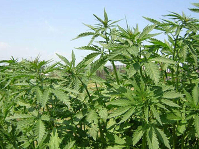 Ağdaşda narkotik plantasiyası aşkarlandı