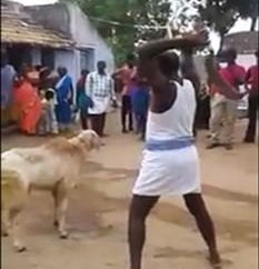 Heyvanı oraqla kəsmək istədi, görün nə baş verdi - VİDEO