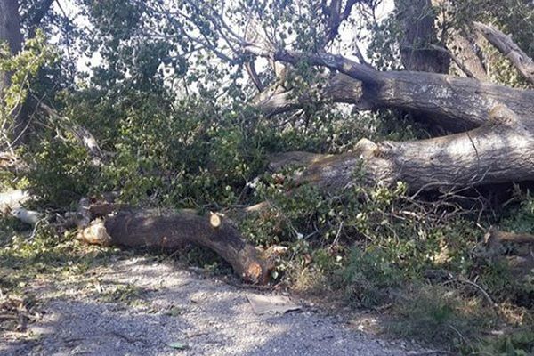 Bakıda yaşıllığı məhv edən şəxs 2550 manat cərimələndi