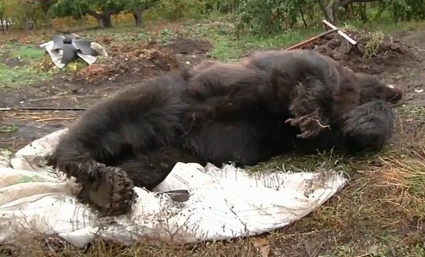 Rusiyada polislər insanlara hücum edən ayını öldürdülər – VİDEO