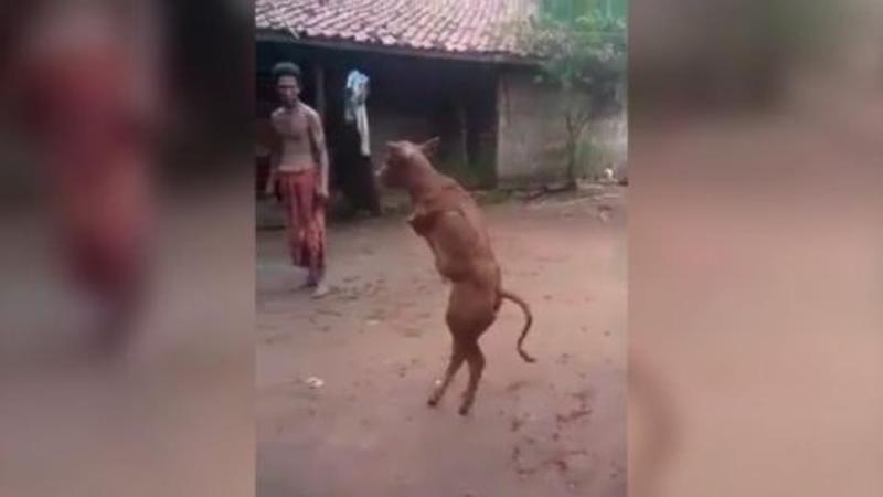 İkiayaqlı inək doğuldu - VİDEO