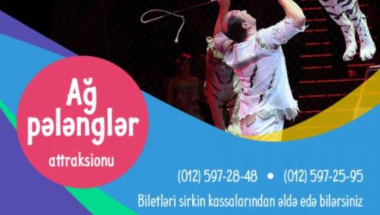 Ağ pələnglər Bakıya gəlir: Bakı Sirkində möhtəşəm şou olacaq - VİDEO