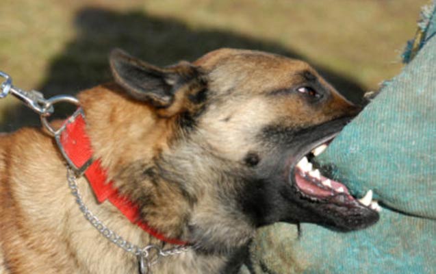 Ağsuda qonşular arasında itə görə insident - Video