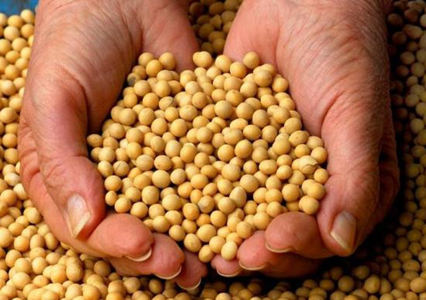 Soya məhsulları döş xərçənginin qarşısını alır