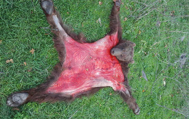 Qubada ayını öldürüb dərisini soydular - Foto