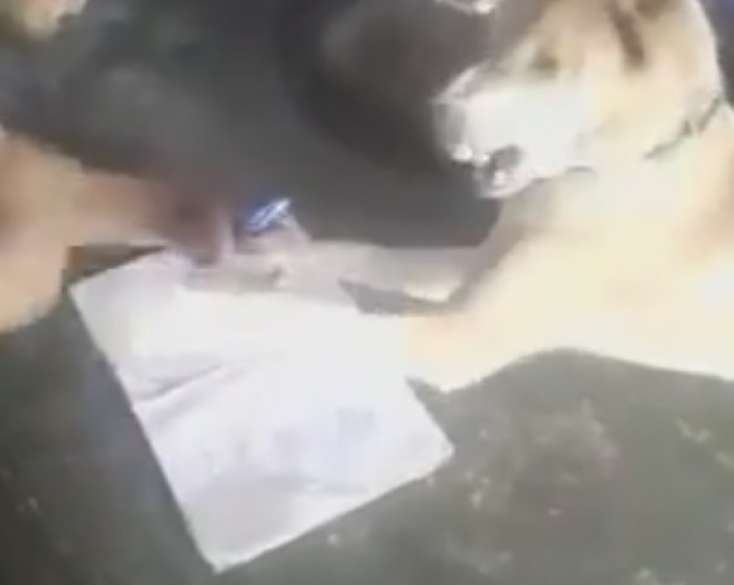 İtə işgəncə edib dərs keçdi - VİDEO