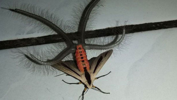 İndoneziyada yadplanetliyə bənzər həşərat görüntülənib – VİDEO