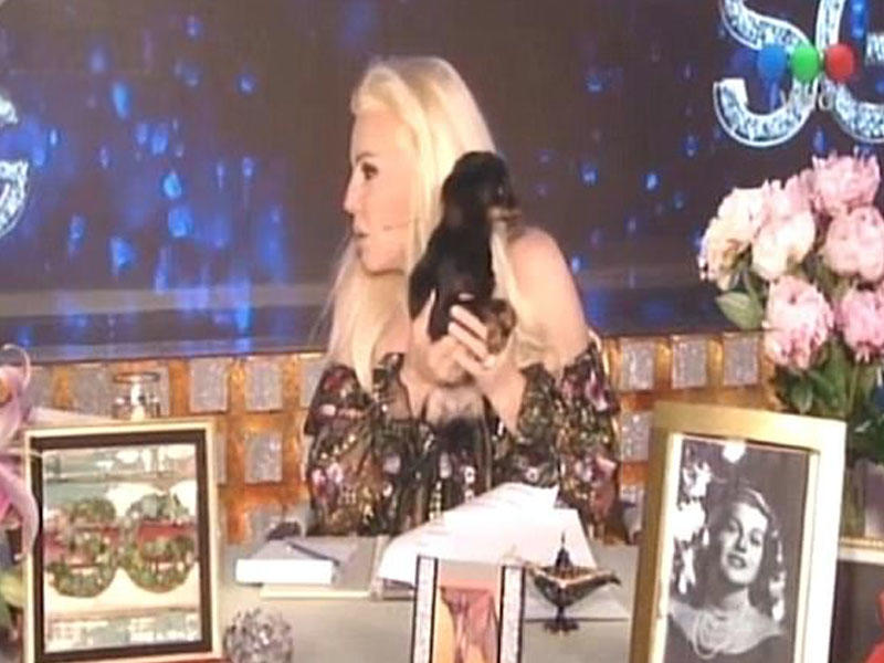 Canlı yayımda şok - İt aparıcını batırdı - VİDEO