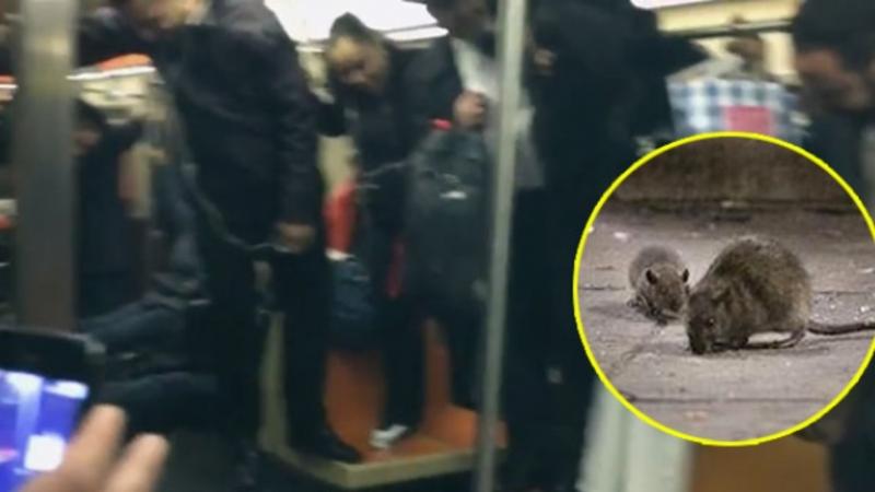 Metroda ÇAXNAŞMA - Vaqona siçovul girdi və... - VİDEO