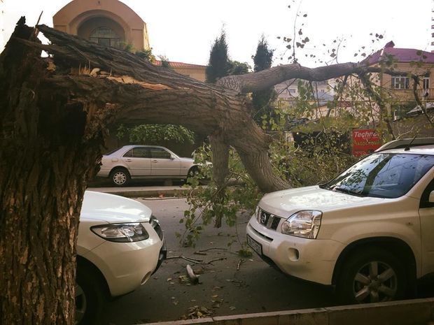 Bakıda güclü külək ağacı aşırdı - VİDEO