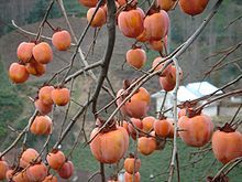 Şəkidə ağacdan yıxılan 83 yaşlı kişi ağır xəsarət alıb