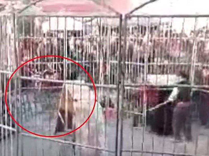 Sirkdə faciə: pələng iki uşağa hücum çəkdi - VİDEO