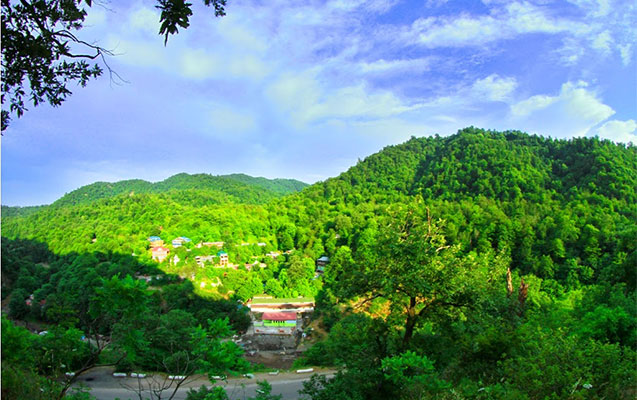 Meşədən ağac kəsənlər cərimələndi