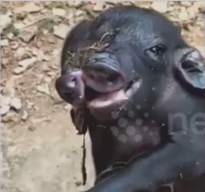 Çində iki başlı və səkkiz ayaqlı donuz doğulub - VİDEO