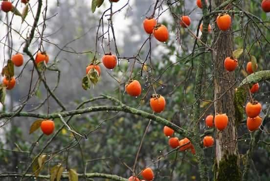Göygöldə 22 yaşlı oğlan özünü xurma ağacından asdı