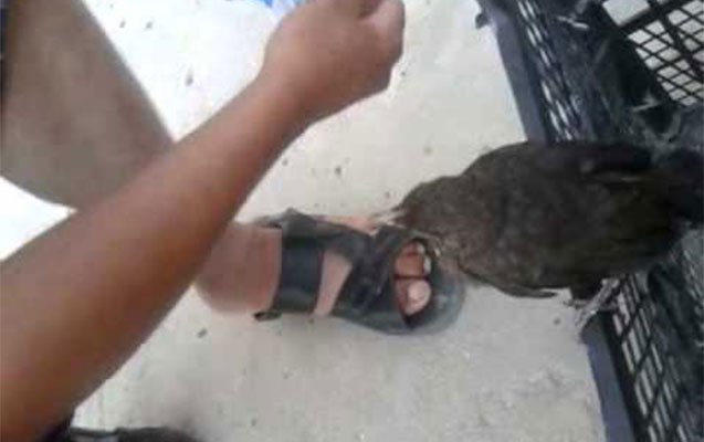 Toyuq oğrusuna 2 il 6 ay cəza