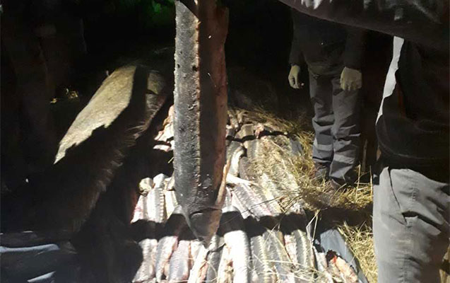 1.5 ton nərə balıq müsadirə edildi - Fotolar