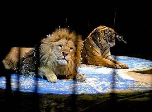 Çində şirlə pələng ata hücum etdi – VİDEO