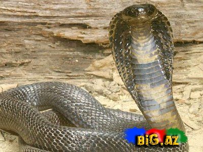 İnsanları ən çox qorxudan 5 şey