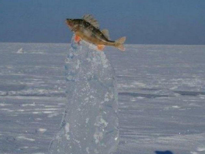 Bu fotolarda hər şey donub