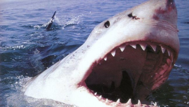 Köpək balığını gözlər önündə hipnoz etdi - VİDEO