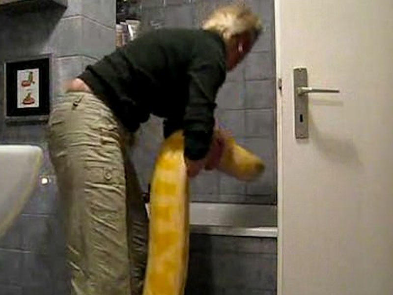 Nəhəng pitonu küçük kimi yudu - VİDEO - FOTO