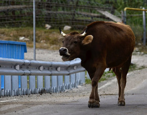 Mingəçevirdə qəssabdan qaçan öküz yaşlı qadını vurub