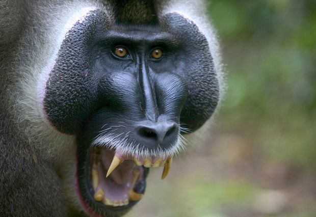 Taylandda ac meymunlar kəndə hücum etdi