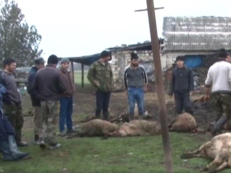 Fermaya hücum edən canavarlar 29 qoyunu parçaladı - VİDEO - FOTO