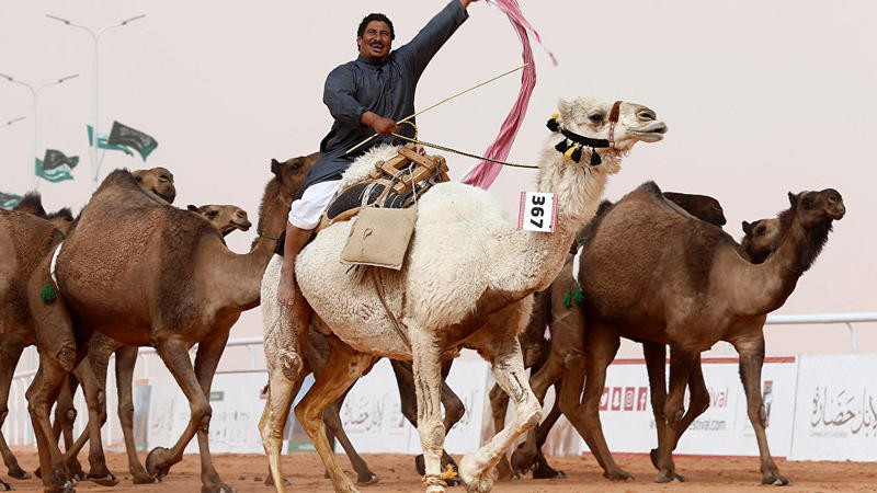 Kral Əbdüləziz adına dəvə Festivalında QƏRİBƏ OLAY - 12 