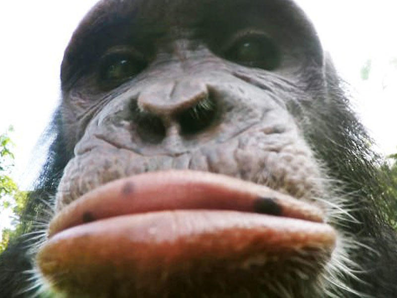 Meymunlar da eynən turistlər kimi davranırmış - VİDEO - FOTO