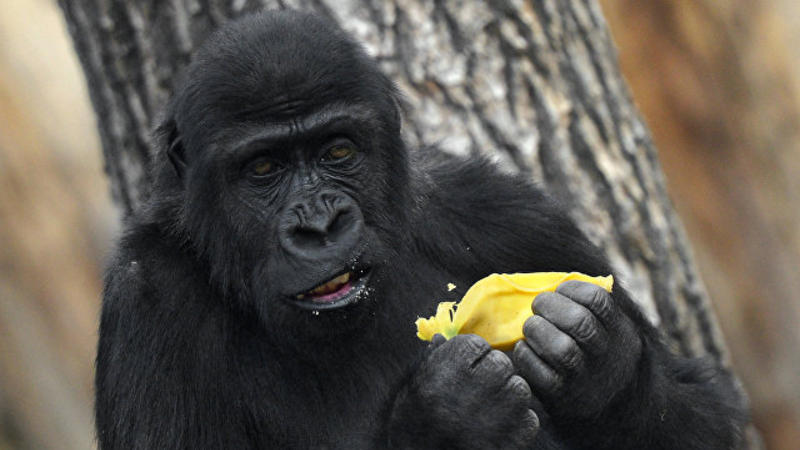 Dünyanın ən yaşlı qorillası öldü - FOTO