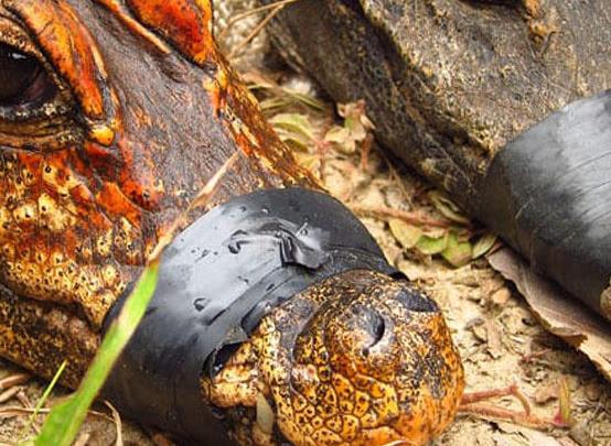 Alimlərin sensasiyalı kəşfi: narıncı timsah tapıldı - VİDEO - FOTO