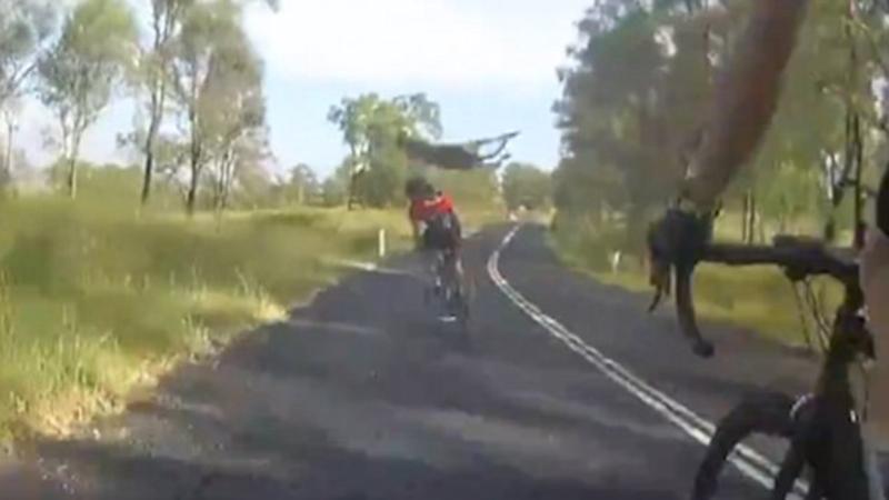 Avstraliyada kenquru velosipedçi qadını vurdu - VİDEO
