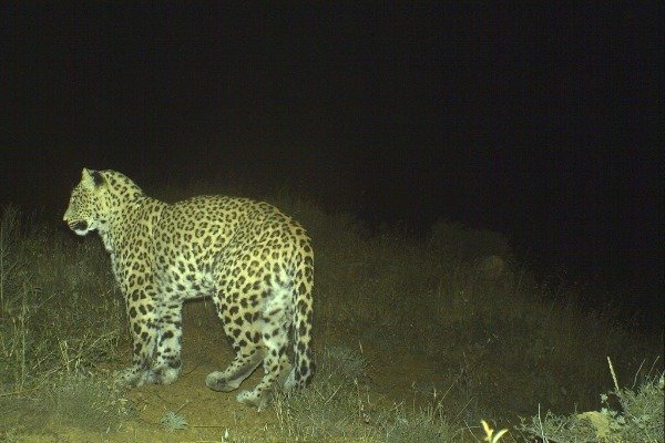 Astarada bəbir qorxusu: Dişi bəbir dananı parçaladı - FOTO