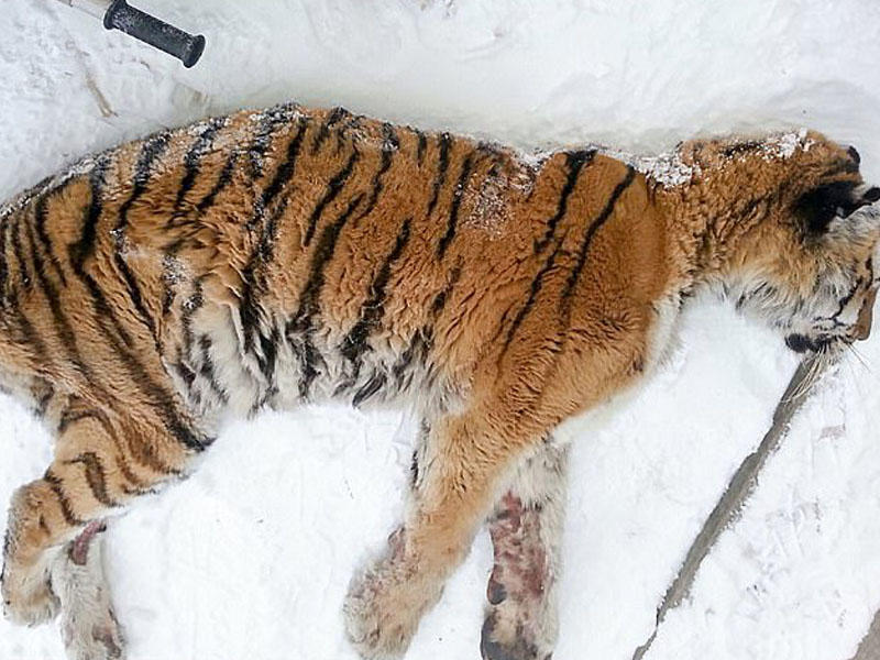 Dişləri ağrıyan pələng kəndə girdi - VİDEO - FOTO