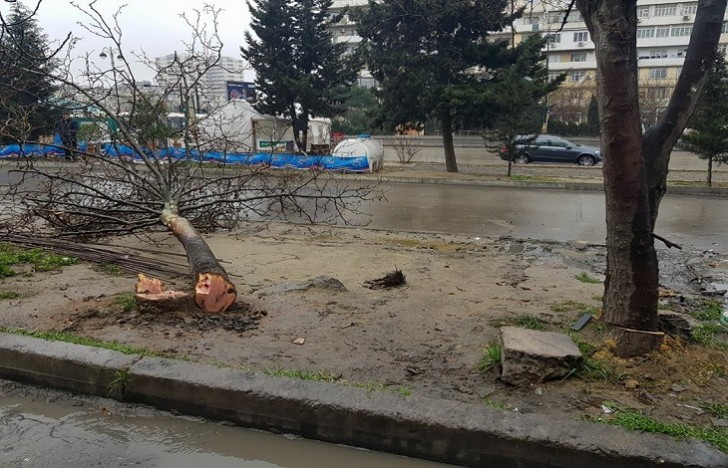 Həmin ərazini Nizami RİH satıb! – 5 ağacın kəsilməsi ilə bağlı ziddiyyət və İDDİA