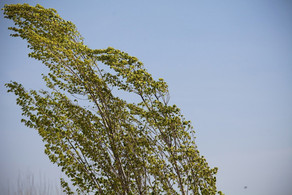 Azərbaycanda sabahdan güclü külək əsəcək - XƏBƏRDARLIQ