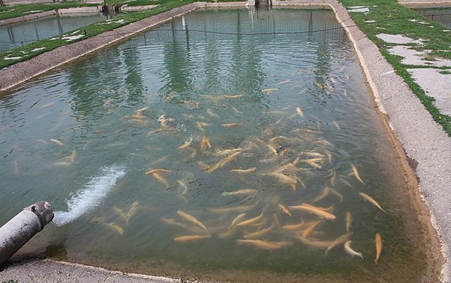 Polkovnik balıq biznesi adı ilə pul alıb toyuq ferması yaratdı