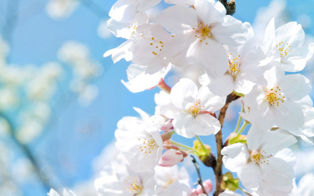 Bazar günü 18 dərəcə isti olacaq