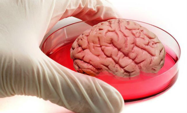 Alimlər süni insan beyni yetişdirdilər